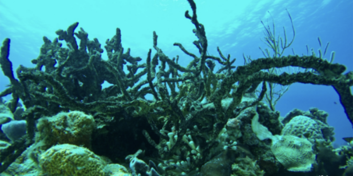 What Does “Reef Safe” Actually Mean?